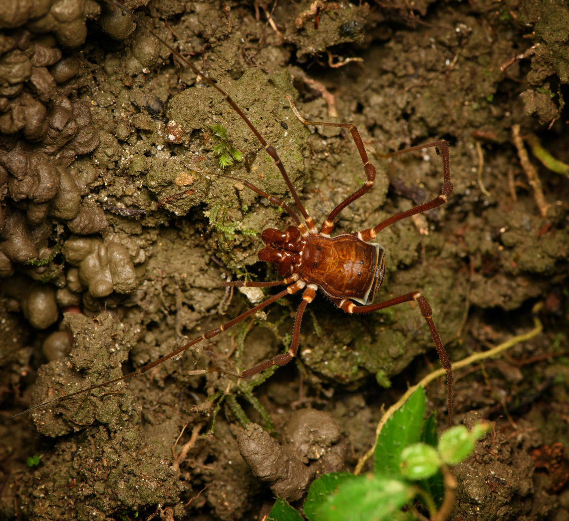 Phalangodus kuryi - on the move, Santa Marta, Colombia  Colombia,Colombia 2024,Fall,Geotagged,Phalangodus kuryi,Santa Marta,Sierra Nevada de Santa Marta,South America,World