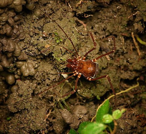 Phalangodus kuryi - on the move, Santa Marta, Colombia  Colombia,Colombia 2024,Fall,Geotagged,Phalangodus kuryi,Santa Marta,Sierra Nevada de Santa Marta,South America,World