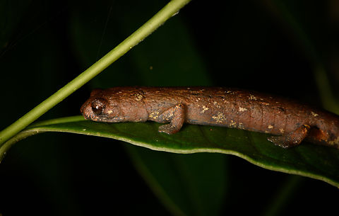 Bolitoglossa savagei, Santa Marta, Colombia Endemic to Santa Marta, near-threatened. Bolitoglossa savagei,Colombia,Colombia 2024,Fall,Geotagged,Santa Marta,Savage's salamander,Sierra Nevada de Santa Marta,South America,World