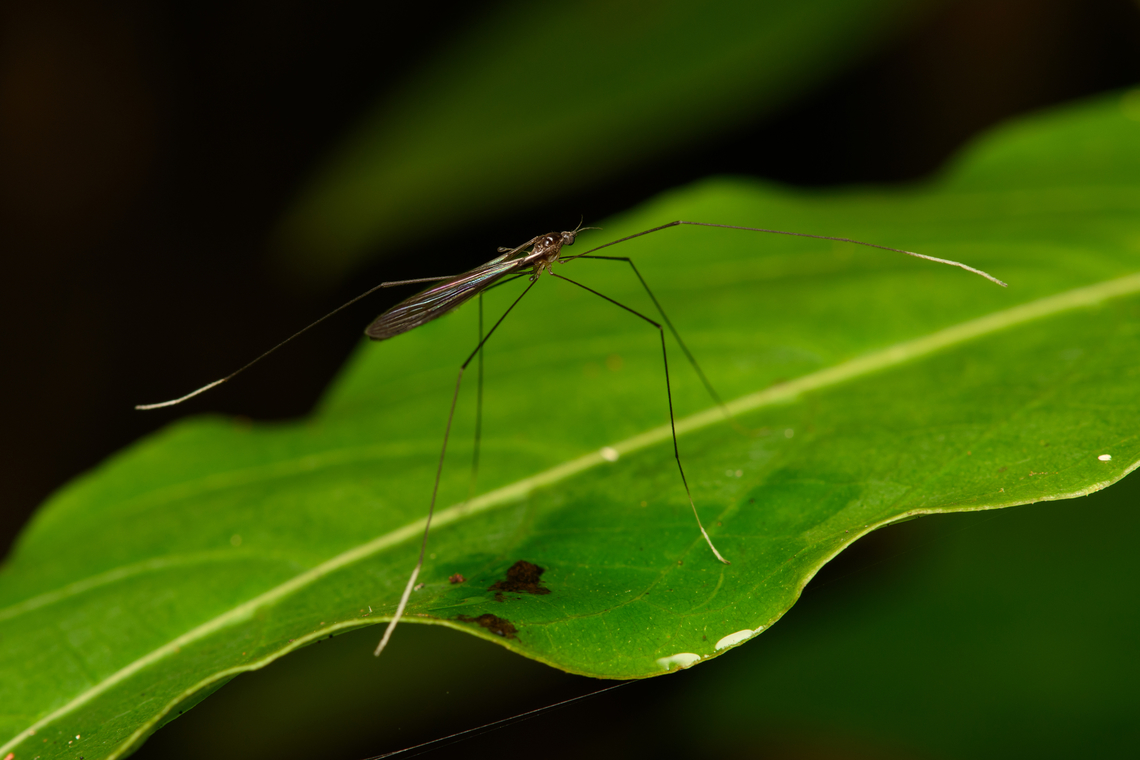 Tipulidae, Santa Marta, Colombia Large crane fly. Colombia,Colombia 2024,Fall,Geotagged,Santa Marta,Sierra Nevada de Santa Marta,South America,World