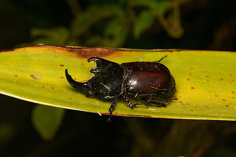 Strategus aloeus, Santa Marta, Colombia This is a dead individual. Colombia,Colombia 2024,Fall,Geotagged,Ox Beetle,Santa Marta,Sierra Nevada de Santa Marta,South America,Strategus aloeus,World
