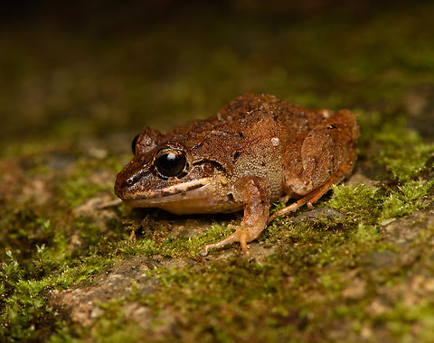 Serranobatrachus megalops - closeup, Santa Marta, Colombia Endemic to Santa Marta. 
https://www.jungledragon.com/image/164538/serranobatrachus_megalops_santa_marta_colombia.html Colombia,Colombia 2024,Fall,Geotagged,Santa Marta,Serranobatrachus megalops,Sierra Nevada de Santa Marta,South America,World
