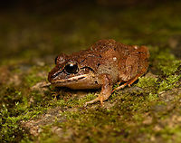 Serranobatrachus megalops - closeup, Santa Marta, Colombia Endemic to Santa Marta. <br />
https://www.jungledragon.com/image/164538/serranobatrachus_megalops_santa_marta_colombia.html Colombia,Colombia 2024,Fall,Geotagged,Santa Marta,Serranobatrachus megalops,Sierra Nevada de Santa Marta,South America,World