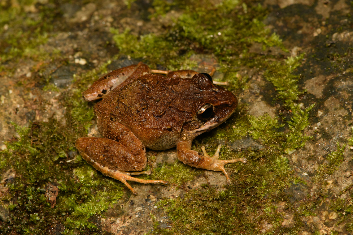 Serranobatrachus megalops, Santa Marta, Colombia Endemic to Santa Marta.<br />
<figure class="photo"><a href="https://www.jungledragon.com/image/164537/serranobatrachus_megalops_-_closeup_santa_marta_colombia.html" title="Serranobatrachus megalops - closeup, Santa Marta, Colombia"><img src="https://s3.amazonaws.com/media.jungledragon.com/images/2/164537_thumb.jpg?AWSAccessKeyId=05GMT0V3GWVNE7GGM1R2&Expires=1767225610&Signature=sNBZindWJr6ZU0cjCtCTK5Opfwo%3D" width="200" height="160" alt="Serranobatrachus megalops - closeup, Santa Marta, Colombia Endemic to Santa Marta. <br />
https://www.jungledragon.com/image/164538/serranobatrachus_megalops_santa_marta_colombia.html Colombia,Colombia 2024,Fall,Geotagged,Santa Marta,Serranobatrachus megalops,Sierra Nevada de Santa Marta,South America,World" /></a></figure> Colombia,Colombia 2024,Fall,Geotagged,Santa Marta,Serranobatrachus megalops,Sierra Nevada de Santa Marta,South America,World