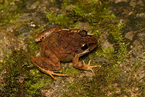 Serranobatrachus megalops, Santa Marta, Colombia Endemic to Santa Marta.
https://www.jungledragon.com/image/164537/serranobatrachus_megalops_-_closeup_santa_marta_colombia.html Colombia,Colombia 2024,Fall,Geotagged,Santa Marta,Serranobatrachus megalops,Sierra Nevada de Santa Marta,South America,World