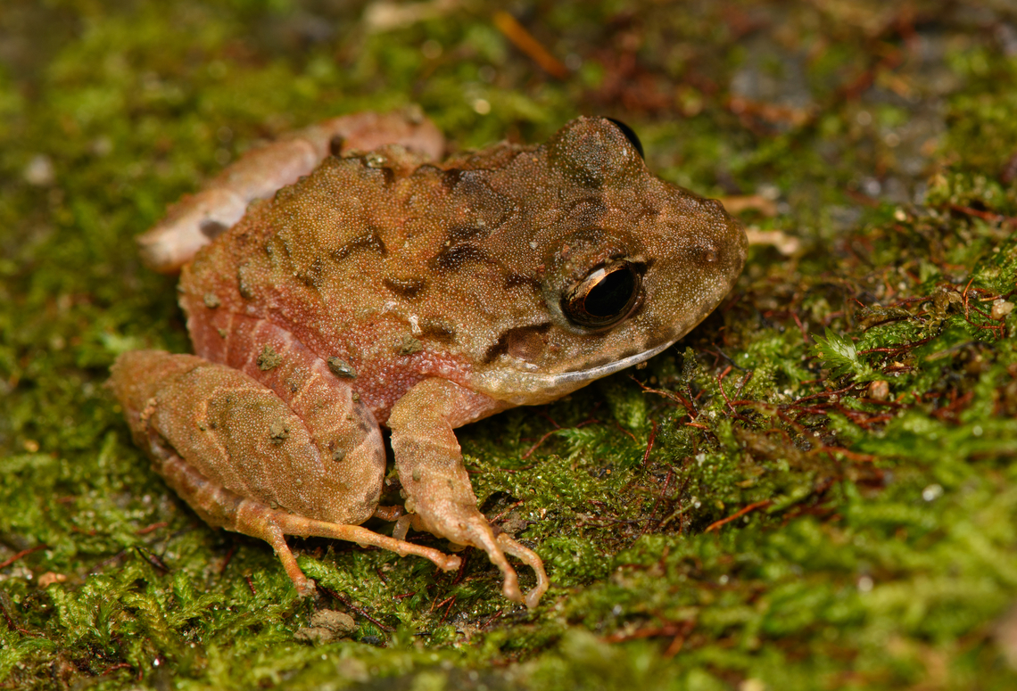 Serranobatrachus megalops #2 - closeup, Santa Marta, Colombia Endemic to Santa Marta. Colombia,Colombia 2024,Fall,Geotagged,Santa Marta,Serranobatrachus megalops,Sierra Nevada de Santa Marta,South America,World