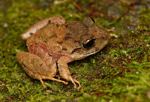 Serranobatrachus megalops #2 - closeup, Santa Marta, Colombia Endemic to Santa Marta. Colombia,Colombia 2024,Fall,Geotagged,Santa Marta,Serranobatrachus megalops,Sierra Nevada de Santa Marta,South America,World