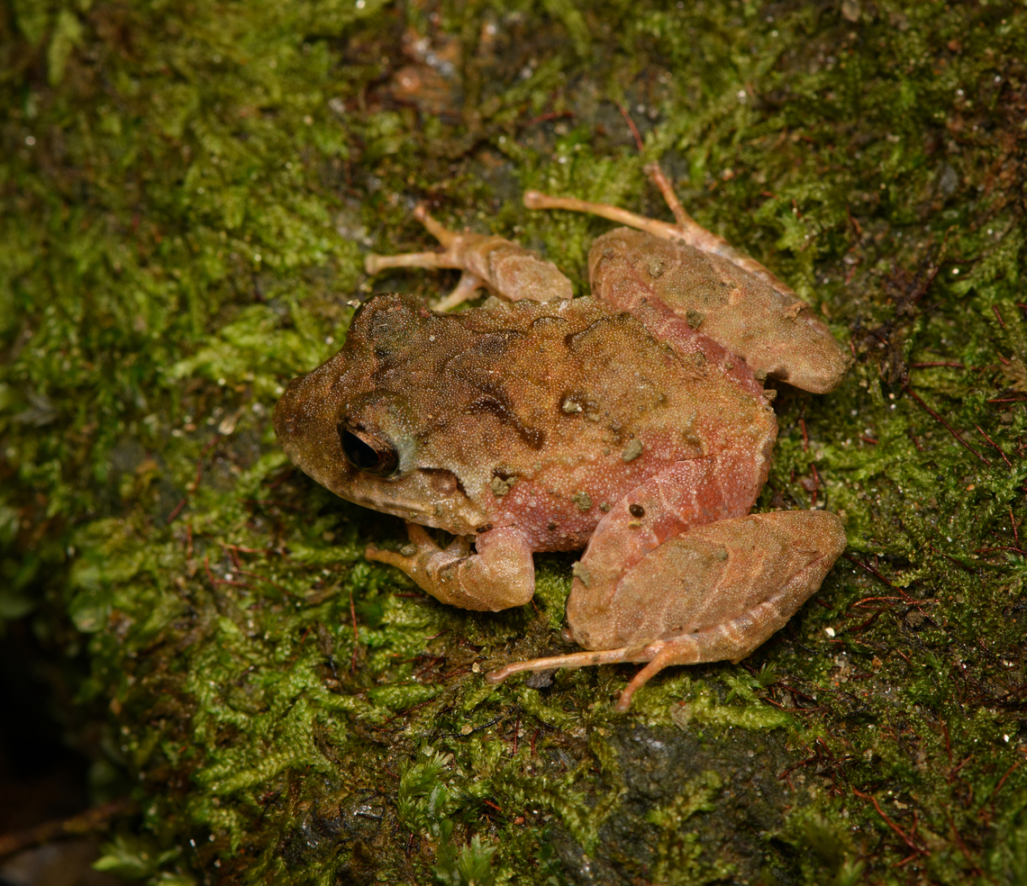 Serranobatrachus megalops #2, Santa Marta, Colombia Endemic to Santa Marta. Colombia,Colombia 2024,Fall,Geotagged,Santa Marta,Serranobatrachus megalops,Sierra Nevada de Santa Marta,South America,World