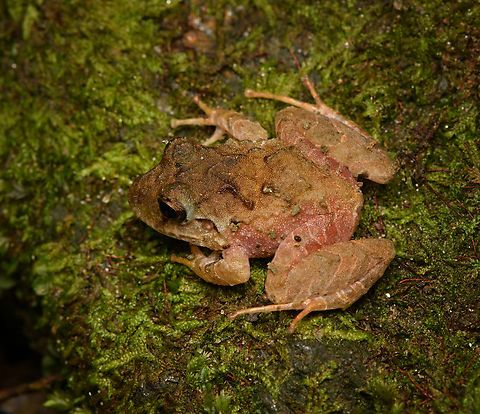 Serranobatrachus megalops #2, Santa Marta, Colombia Endemic to Santa Marta. Colombia,Colombia 2024,Fall,Geotagged,Santa Marta,Serranobatrachus megalops,Sierra Nevada de Santa Marta,South America,World