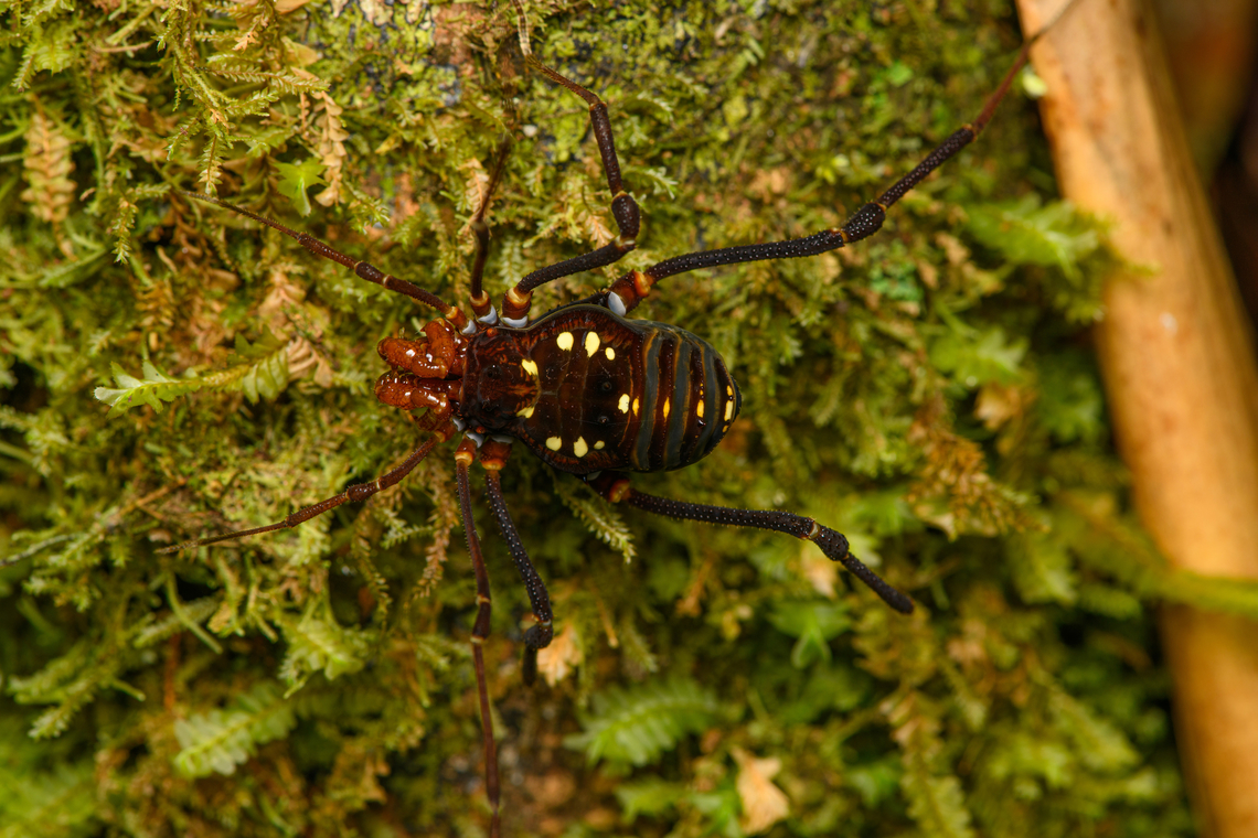Harvestman, Santa Marta, Colombia I&#039;ve not been able to find a species looking like this. Colombia,Colombia 2024,Fall,Geotagged,Santa Marta,Sierra Nevada de Santa Marta,South America,World