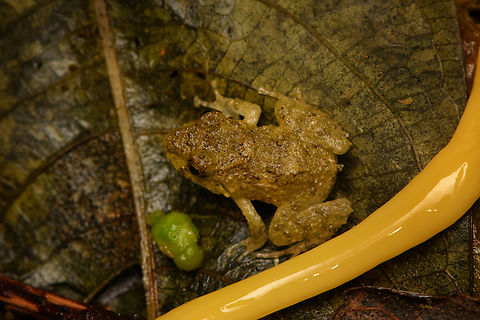 Juvenile frog, Santa Marta, Colombia Very close to a land planarian (in yellow).
https://www.jungledragon.com/image/164531/yellow_land_planarian_santa_marta_colombia.html Colombia,Colombia 2024,Fall,Geotagged,Santa Marta,Sierra Nevada de Santa Marta,South America,World