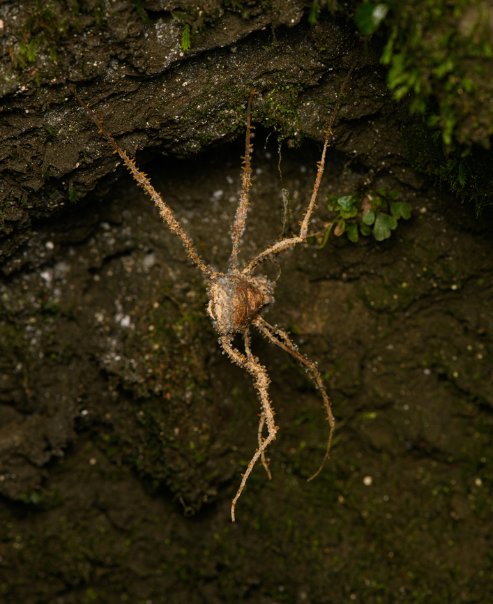 Harvestman (dead), Santa Marta, Colombia Could be just a exuviae, or an individual infected by a parasitic fungus. Colombia,Colombia 2024,Fall,Geotagged,Santa Marta,Sierra Nevada de Santa Marta,South America,World