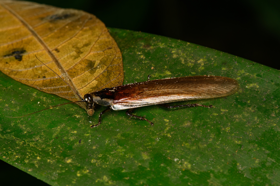 Giant Wood Cockroach, Santa Marta, Colombia Exceptionally long and narrow body. Colombia,Colombia 2024,Fall,Geotagged,Santa Marta,Sierra Nevada de Santa Marta,South America,World