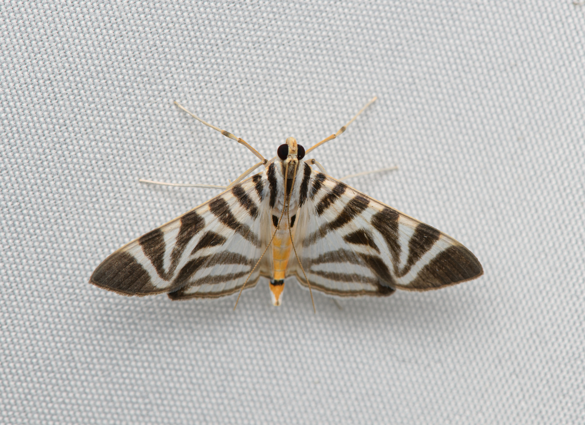 Spilomela perspicata, Santa Marta, Colombia  Colombia,Colombia 2024,Fall,Geotagged,Santa Marta,Sierra Nevada de Santa Marta,South America,Spilomela perspicata,World