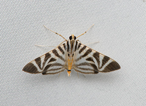 Spilomela perspicata, Santa Marta, Colombia  Colombia,Colombia 2024,Fall,Geotagged,Santa Marta,Sierra Nevada de Santa Marta,South America,Spilomela perspicata,World