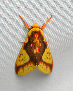 Symphlebia ipsea, Santa Marta, Colombia  Colombia,Colombia 2024,Fall,Geotagged,Santa Marta,Sierra Nevada de Santa Marta,South America,Symphlebia ipsea,World