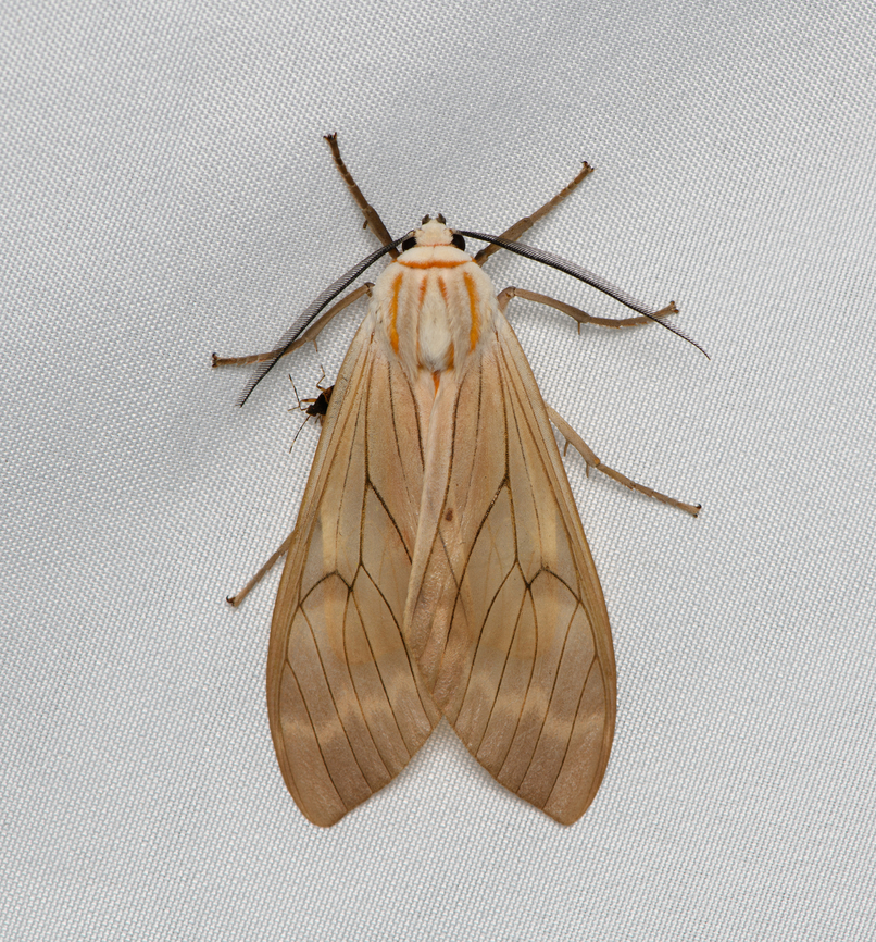 Amastus aconia, Santa Marta, Colombia  Amastus aconia,Colombia,Colombia 2024,Fall,Geotagged,Santa Marta,Sierra Nevada de Santa Marta,South America,World