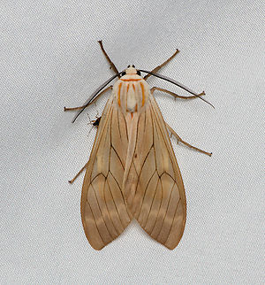 Amastus aconia, Santa Marta, Colombia  Amastus aconia,Colombia,Colombia 2024,Fall,Geotagged,Santa Marta,Sierra Nevada de Santa Marta,South America,World