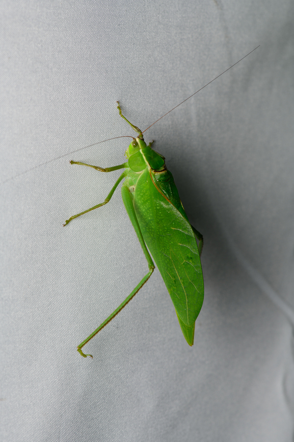 Stilpnochlora thoracica, Santa Marta, Colombia  Colombia,Colombia 2024,Fall,Geotagged,Santa Marta,Sierra Nevada de Santa Marta,South America,Stilpnochlora thoracica,World
