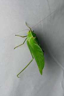 Stilpnochlora thoracica