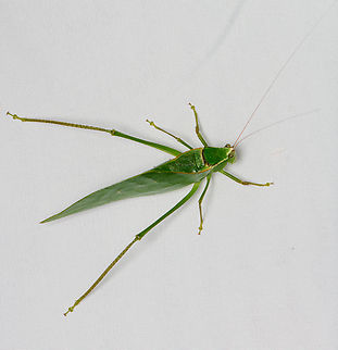 Stilpnochlora thoracica - lateral, Santa Marta, Colombia  Colombia,Colombia 2024,Fall,Geotagged,Santa Marta,Sierra Nevada de Santa Marta,South America,Stilpnochlora thoracica,World