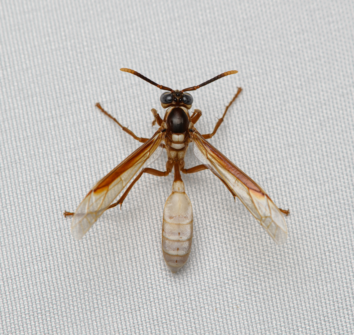 Apoica pallens, Santa Marta, Colombia  Apoica pallens,Central American paper wasp,Colombia,Colombia 2024,Fall,Geotagged,Santa Marta,Sierra Nevada de Santa Marta,South America,World