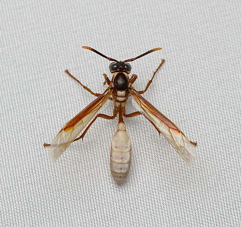 Apoica pallens, Santa Marta, Colombia  Apoica pallens,Central American paper wasp,Colombia,Colombia 2024,Fall,Geotagged,Santa Marta,Sierra Nevada de Santa Marta,South America,World