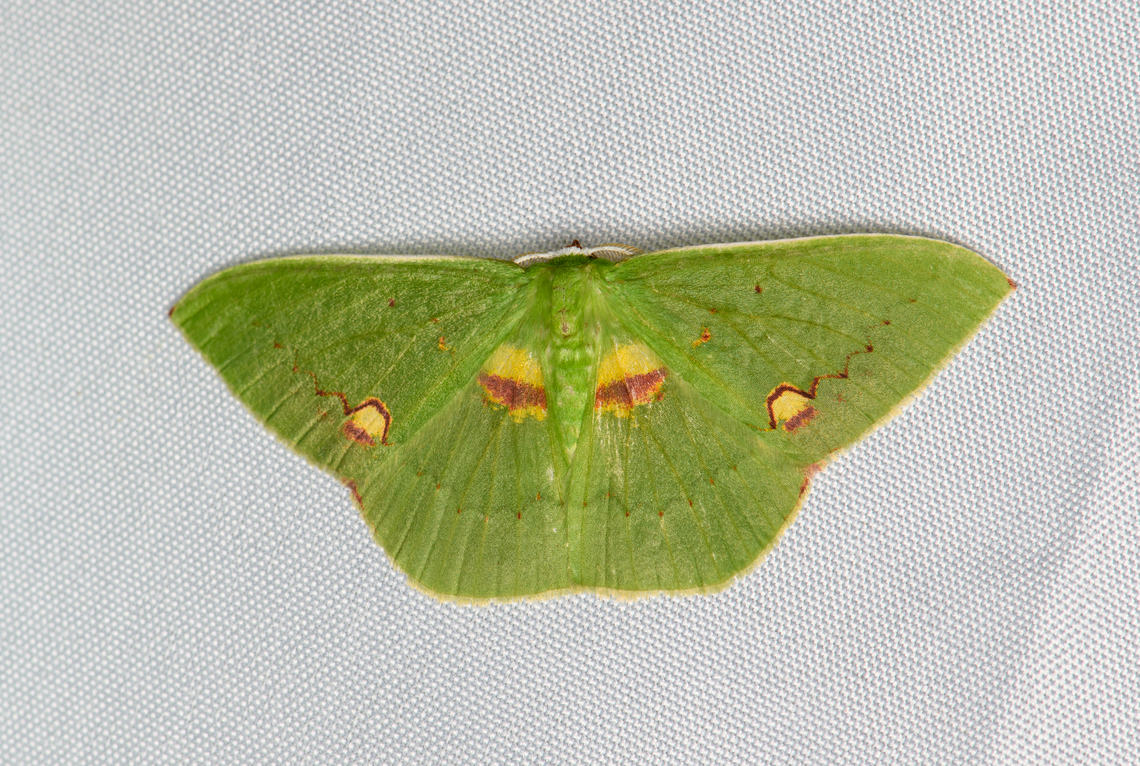 Rhodochlora brunneipalpis, Santa Marta, Colombia Tentative ID. Other candidate is Rhodochlora brunneipalpis. Colombia,Colombia 2024,Fall,Geotagged,Rhodochlora brunneipalpis,Santa Marta,Sierra Nevada de Santa Marta,South America,World