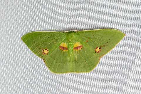 Rhodochlora brunneipalpis, Santa Marta, Colombia Tentative ID. Other candidate is Rhodochlora brunneipalpis. Colombia,Colombia 2024,Fall,Geotagged,Rhodochlora brunneipalpis,Santa Marta,Sierra Nevada de Santa Marta,South America,World