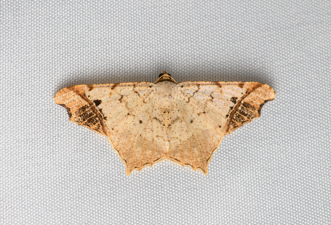 Macaria regulata, Santa Marta, Colombia  Colombia,Colombia 2024,Fall,Geotagged,Macaria regulata,Santa Marta,Sierra Nevada de Santa Marta,South America,World