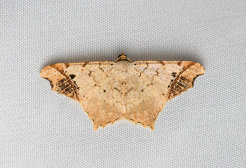 Macaria regulata, Santa Marta, Colombia  Colombia,Colombia 2024,Fall,Geotagged,Macaria regulata,Santa Marta,Sierra Nevada de Santa Marta,South America,World