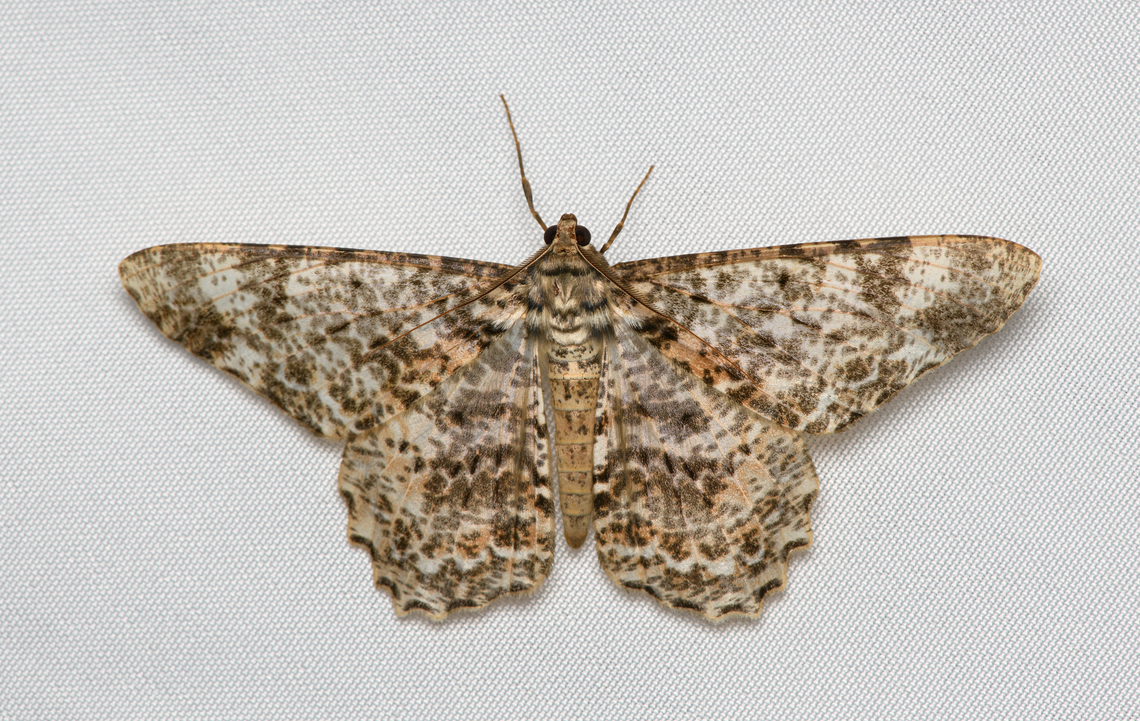 Epimecis sp., Santa Marta, Colombia This species is probably undescribed:<br />
<a href="https://leps.fieldguide.ai/figure/5e0a1cde3c12ef6dc2157c79/detail?profile=figures&amp;category=5d7fd0a13c12ef70bf243f97" rel="nofollow">https://leps.fieldguide.ai/figure/5e0a1cde3c12ef6dc2157c79/detail?profile=figures&amp;category=5d7fd0a13c12ef70bf243f97</a> Colombia,Colombia 2024,Fall,Geotagged,Santa Marta,Sierra Nevada de Santa Marta,South America,World