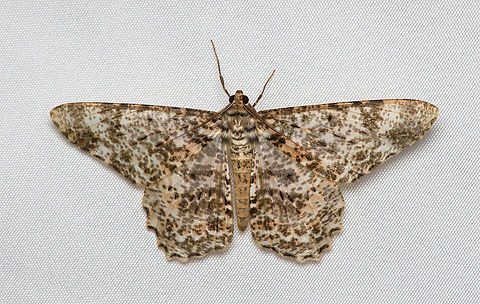 Epimecis sp., Santa Marta, Colombia This species is probably undescribed:
https://leps.fieldguide.ai/figure/5e0a1cde3c12ef6dc2157c79/detail?profile=figures&category=5d7fd0a13c12ef70bf243f97 Colombia,Colombia 2024,Fall,Geotagged,Santa Marta,Sierra Nevada de Santa Marta,South America,World