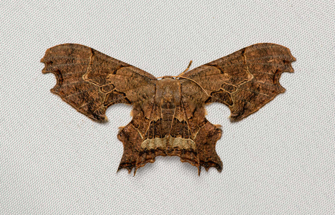Erosia veninotata, Santa Marta, Colombia Well worth it to zoom into this image. The wings seems to have depth to them but it's an optical illusion. Colombia,Colombia 2024,Erosia veninotata,Fall,Geotagged,Santa Marta,Sierra Nevada de Santa Marta,South America,World