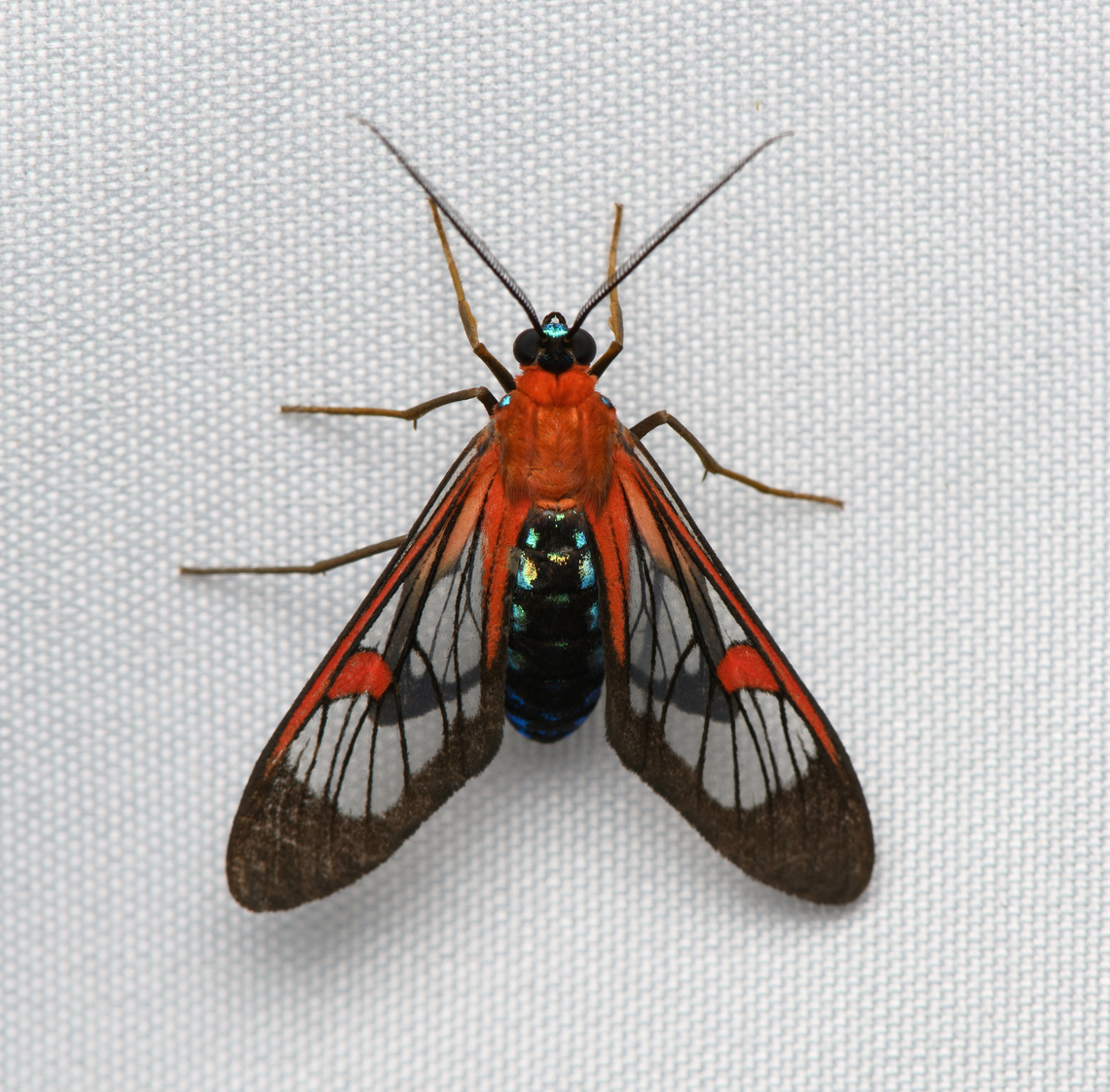 Lepidoneiva teuthras, Santa Marta, Colombia  Colombia,Colombia 2024,Fall,Geotagged,Lepidoneiva teuthras,Santa Marta,Sierra Nevada de Santa Marta,South America,World