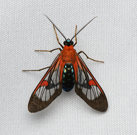 Lepidoneiva teuthras, Santa Marta, Colombia  Colombia,Colombia 2024,Fall,Geotagged,Lepidoneiva teuthras,Santa Marta,Sierra Nevada de Santa Marta,South America,World