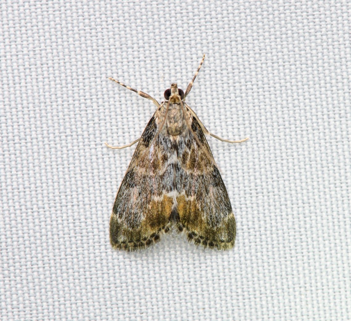 Pyraloidea, Santa Marta, Colombia  Colombia,Colombia 2024,Fall,Geotagged,Santa Marta,Sierra Nevada de Santa Marta,South America,World