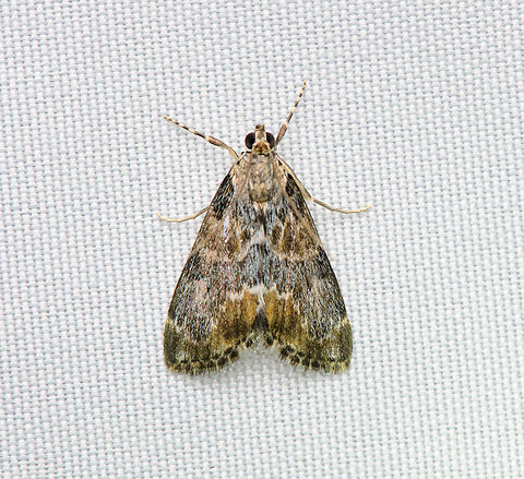 Pyraloidea, Santa Marta, Colombia  Colombia,Colombia 2024,Fall,Geotagged,Santa Marta,Sierra Nevada de Santa Marta,South America,World