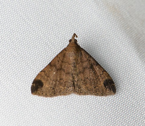 Hypeninae? Santa Marta, Colombia  Colombia,Colombia 2024,Fall,Geotagged,Santa Marta,Sierra Nevada de Santa Marta,South America,World