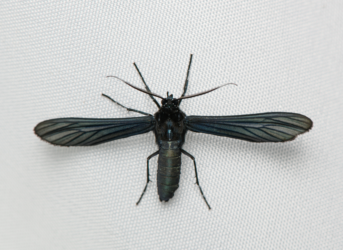 Tiger Moth, Santa Marta, Colombia  Colombia,Colombia 2024,Fall,Geotagged,Santa Marta,Sierra Nevada de Santa Marta,South America,World