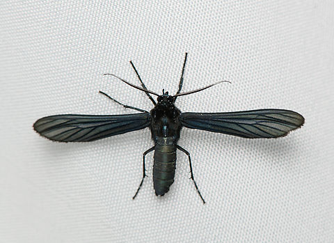 Tiger Moth, Santa Marta, Colombia  Colombia,Colombia 2024,Fall,Geotagged,Santa Marta,Sierra Nevada de Santa Marta,South America,World