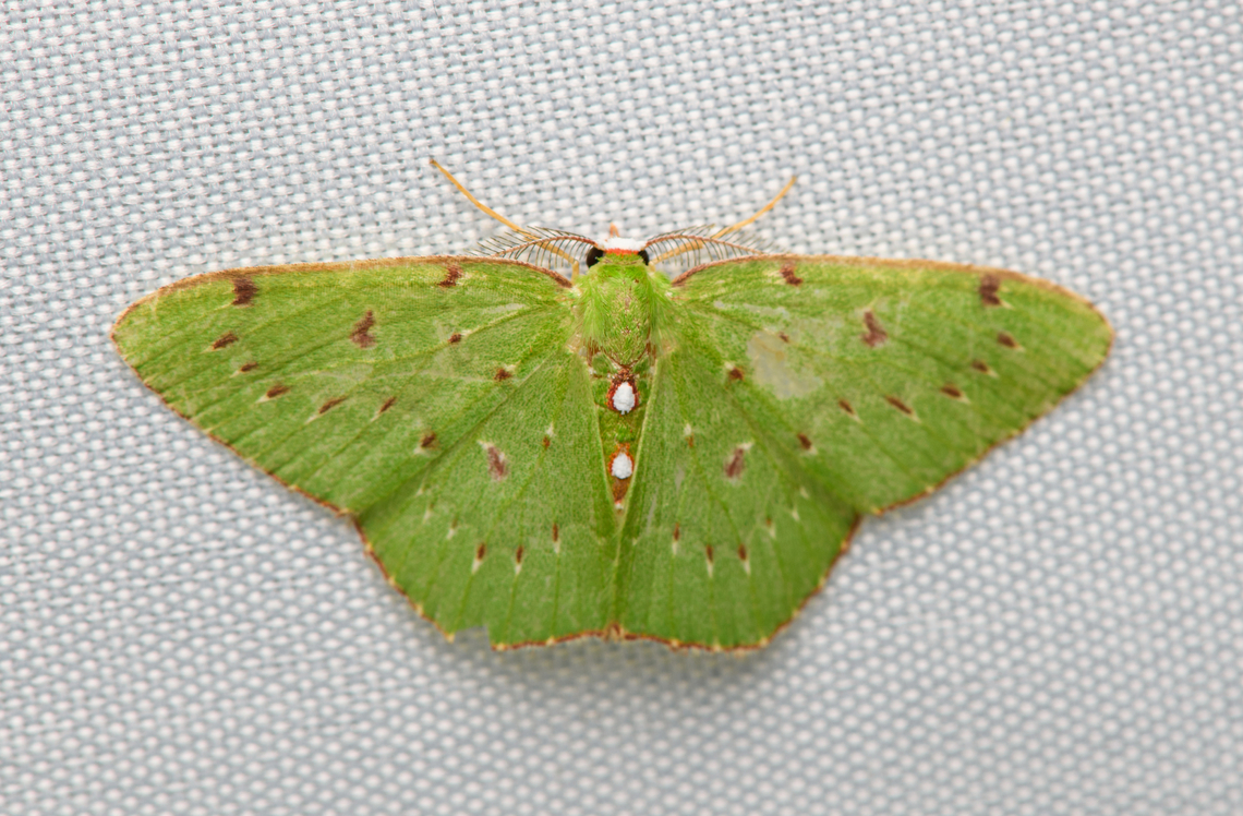 Lissochlora manostigma, Santa Marta, Colombia  Colombia,Colombia 2024,Fall,Geotagged,Lissochlora manostigma,Santa Marta,Sierra Nevada de Santa Marta,South America,World