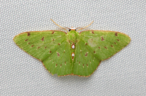 Lissochlora manostigma, Santa Marta, Colombia  Colombia,Colombia 2024,Fall,Geotagged,Lissochlora manostigma,Santa Marta,Sierra Nevada de Santa Marta,South America,World