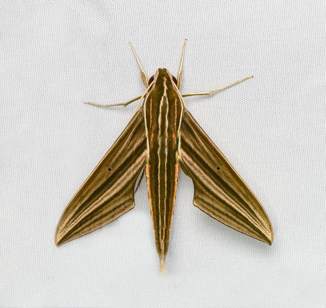 Xylophanes titana, Santa Marta, Colombia  Colombia,Colombia 2024,Fall,Geotagged,Santa Marta,Sierra Nevada de Santa Marta,South America,World,Xylophanes titana