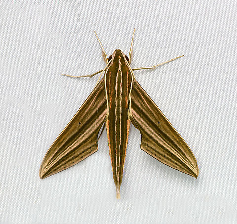 Xylophanes titana, Santa Marta, Colombia  Colombia,Colombia 2024,Fall,Geotagged,Santa Marta,Sierra Nevada de Santa Marta,South America,World,Xylophanes titana