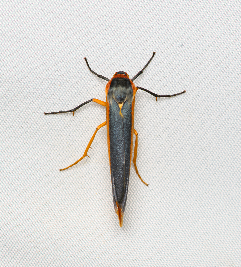 Agylla hermanilla, Santa Marta, Colombia  Agylla hermanilla,Colombia,Colombia 2024,Fall,Geotagged,Santa Marta,Sierra Nevada de Santa Marta,South America,World