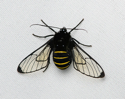 Homoeocera crassa, Santa Marta, Colombia Easily one of the most unexpected moths we came across. We've seen several wasp mimicking moths over the years but none as thick as a bumble bee. Colombia,Colombia 2024,Fall,Geotagged,Homoeocera crassa,Santa Marta,Sierra Nevada de Santa Marta,South America,World