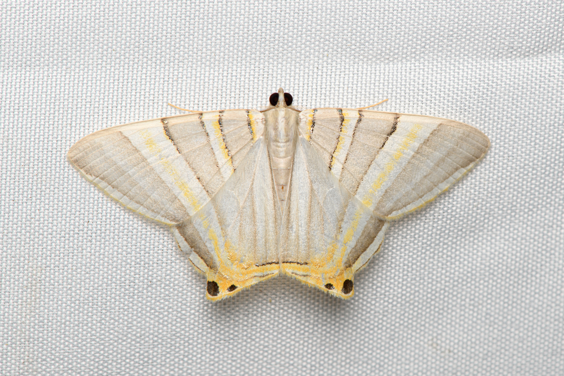 Phrygionis platinata, Santa Marta, Colombia  Colombia,Colombia 2024,Fall,Geotagged,Phrygionis platinata,Santa Marta,Sierra Nevada de Santa Marta,South America,World