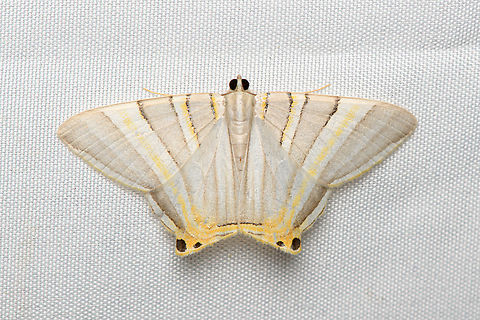 Phrygionis platinata, Santa Marta, Colombia  Colombia,Colombia 2024,Fall,Geotagged,Phrygionis platinata,Santa Marta,Sierra Nevada de Santa Marta,South America,World