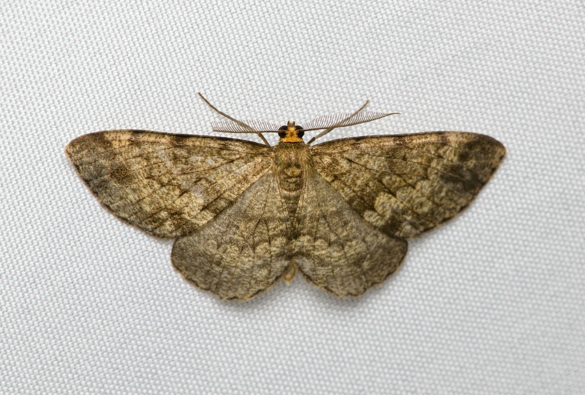 Melanolophia sp.?, Santa Marta, Colombia  Colombia,Colombia 2024,Fall,Geotagged,Santa Marta,Sierra Nevada de Santa Marta,South America,World